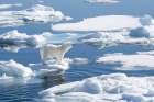 Norway, Svalbard. Wet male polar bear on pack ice in Arctic Ocean. Art Print